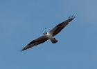 Osprey hunting over Firehole River